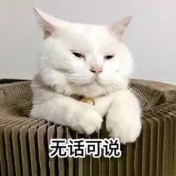 无话可说