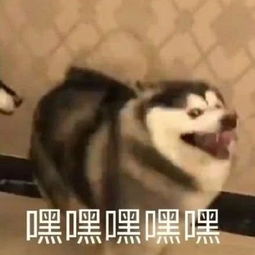嘿嘿