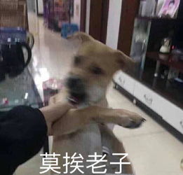 别碰我