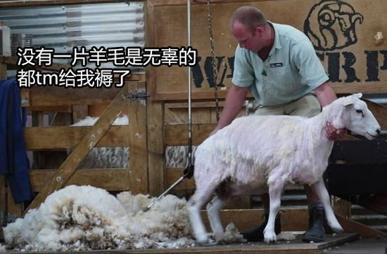 褥羊毛