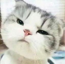 喵