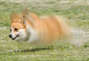 旋风飞行犬