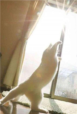 发出元气弹的猫