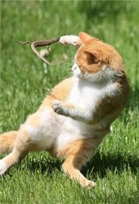 原本以为的功夫猫但其实真正强的是蜥蜴