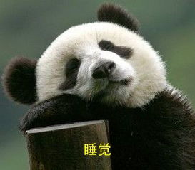 睡觉