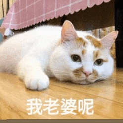 我老婆呢