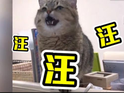 汪汪
