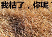表情包