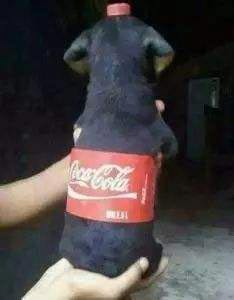 可乐