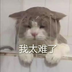 猫咪