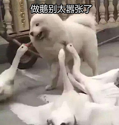 大鹅