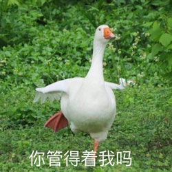 大鹅