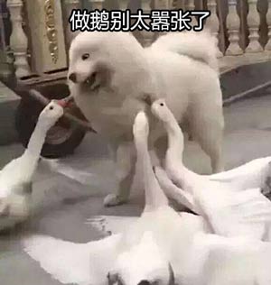 打架