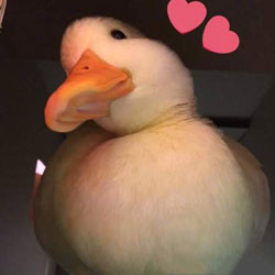 下一只