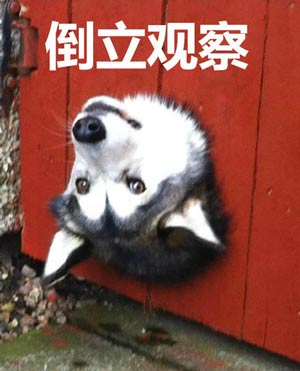 观察