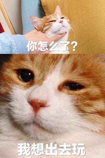放风