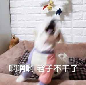 不干了
