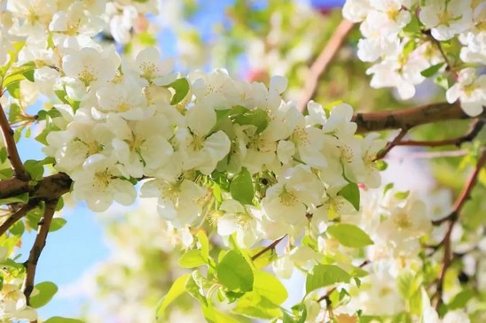 小花仙零氪穿搭1之春季穿搭(套装)