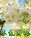 小花仙零氪穿搭1之春季穿搭（套装）