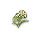我的侠客 昙花