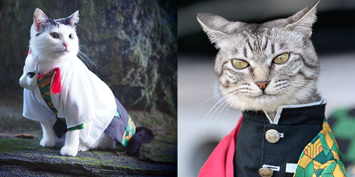 一波《鬼灭之刃》性感猫片，在线COS点击就看！